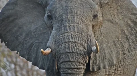 Elephant close 스톡 동영상 44445240