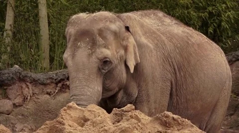 Elephant Close Up Video stock 48844688