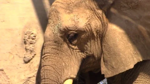 Elephant close up Video stock 79114772