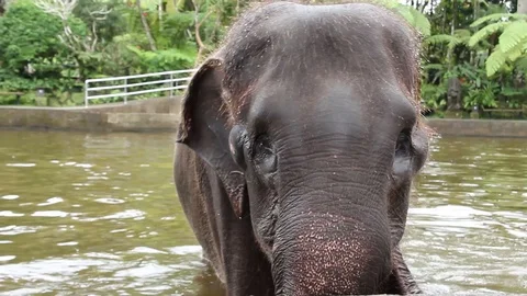 Elephant Close Up Stock Footage 85567671