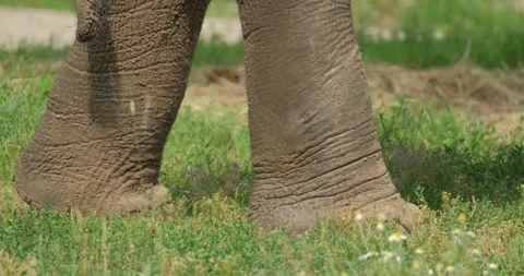 Elephant close up Stock Footage 141585484