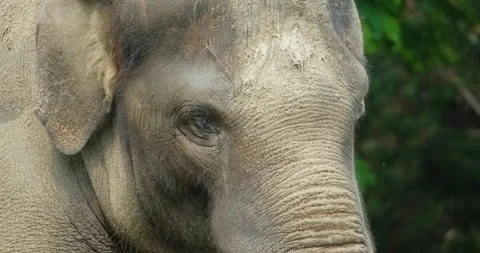 Elephant close up Stock Footage 141585489