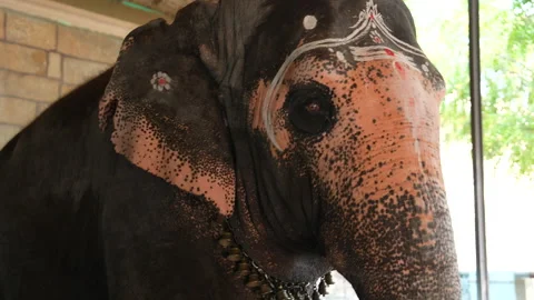 ELEPHANT CLOSE UP Stock Footage 276068843