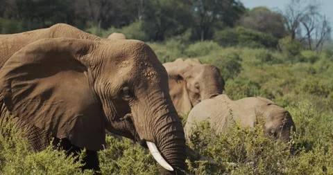 Elephant Close Up Stock Footage 303925295