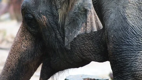 Elephant Close-Up Stock Footage 323400428