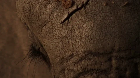 Elephant close up head Stock Footage 186955975