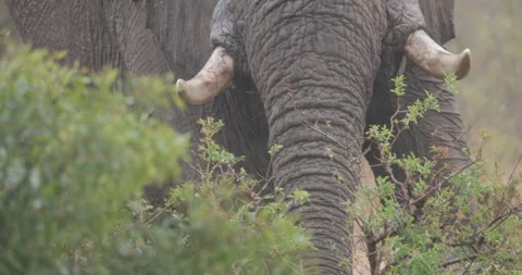Elephant close up in Krugerpark Stock Footage 251654439