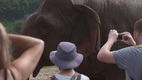 Elephant close to people in public Stock Footage 260590984