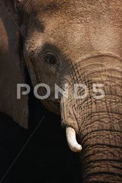 Elephant close-up Stock Photos