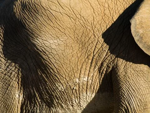 Elephant close up Foto stock