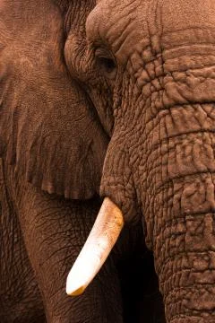 Elephant close up Stock Photos