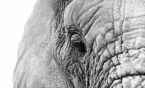 Elephant close up Stock Photos