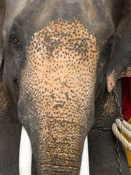 Elephant close up 写真素材