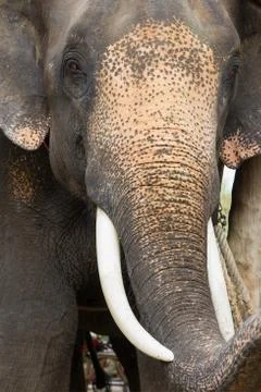 Elephant close up 写真素材