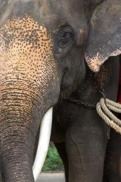 Elephant close up 写真素材