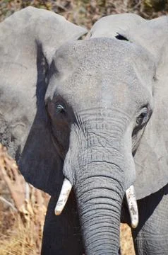 Elephant Close-Up Stock Photos