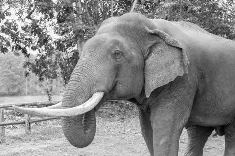 Elephant close up 스톡 사진