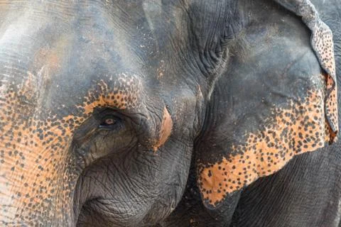 Elephant close up Stock Photos