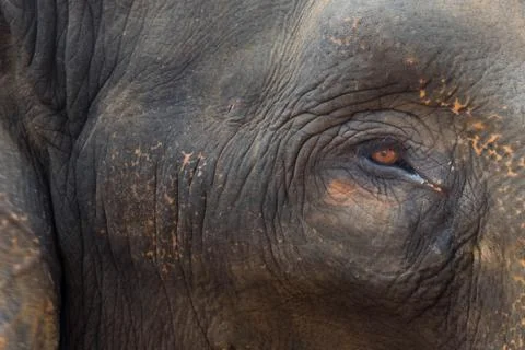 Elephant close up Stock Photos