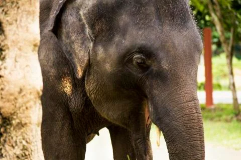 Elephant, close up. Stock Photos