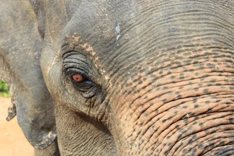 Elephant close up Stock Photos