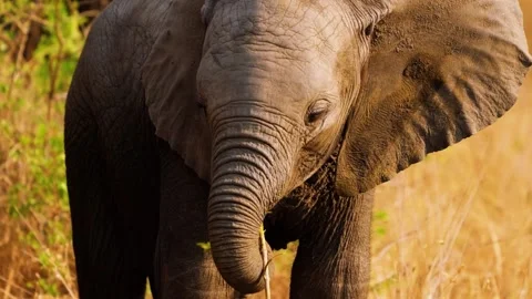 Elephant Close Up Portrait Stock Footage 323137982