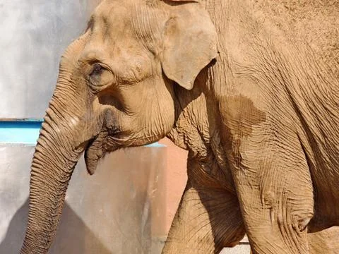 Elephant at close range Foto stock