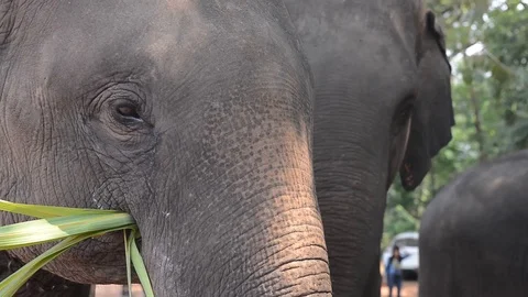 Elephant close up shot eating grass video format hd footage. Stock Footage 88347393