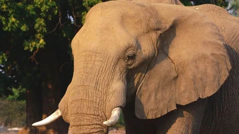 Elephant close up on sunset Видео 219795263