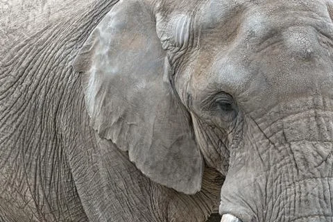 Elephant close view Stock Photos