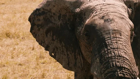 Elephant Closeup in African Savannah Stock Footage 309868722