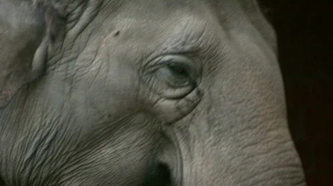 Elephant Closeup  Видео 571394