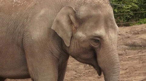 Elephant Closeup Video stock 54219815