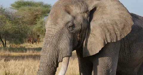 Elephant Closeup Stock Footage 60384930