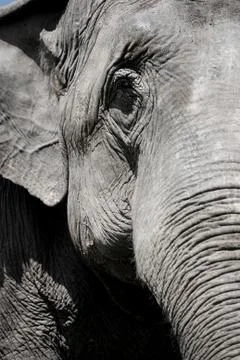 Elephant Closeup Stock Photos
