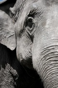 Elephant Closeup  Stock Photos