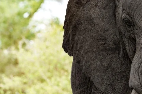 Elephant closeup portrait of one side of head and ear with landscape colour.. Stock Photos