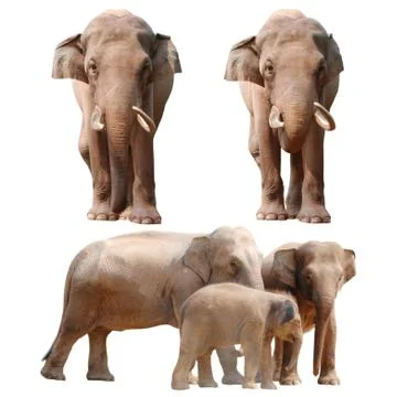Elephant  collection Foto stock