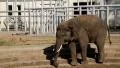 Elephant comes down the stairs HD Footage