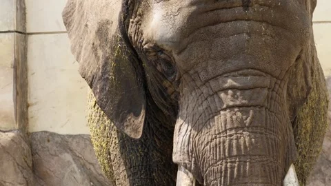 Elephant coming this way Stock Footage 243801787