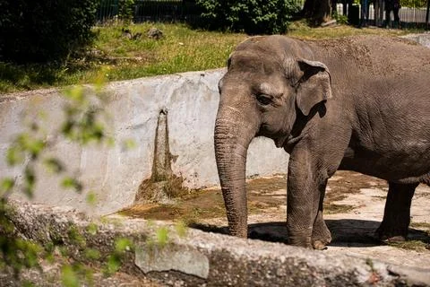 An elephant, completely covered in mud, is standing right next to a pond Stock Photos
