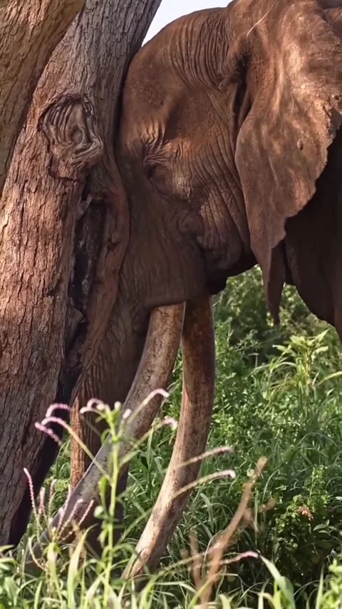 Elephant contemplating on a tree trunk 库存影片 329854752