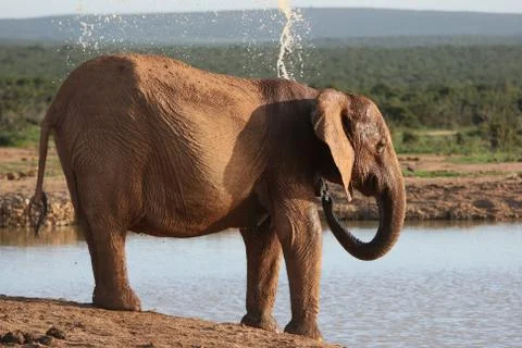 Elephant Cooling Down Stock Photos