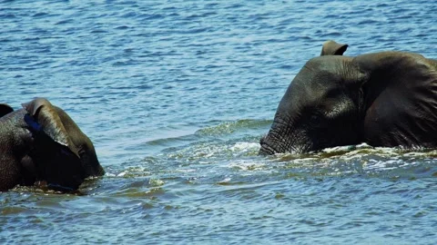 Elephant Cooling Off in River – Wildlife Scene Stock Footage 272310331