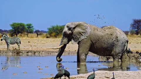 Elephant Cooling Off in River – Wildlife Scene Stock Footage 272770525