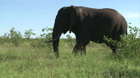 Elephant is cooling skin with mud Stock Footage 27105308