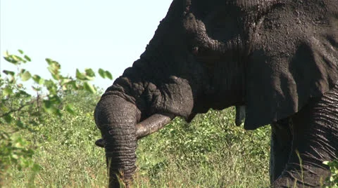 Elephant is cooling skin with mud Stock Footage 27117984