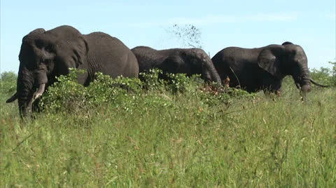 Elephant is cooling skin with mud Stock Footage 27118644