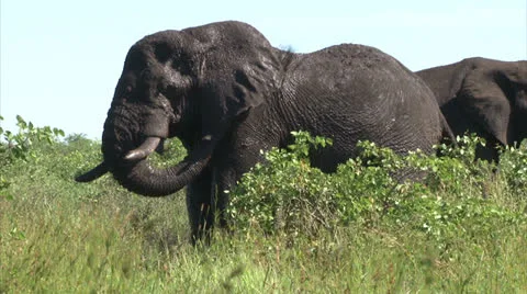 Elephant is cooling skin with mud Stock Footage 27118925
