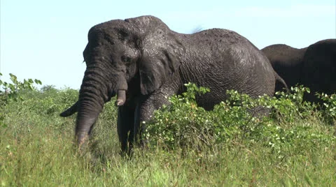 Elephant is cooling skin with mud Stock Footage 27119595